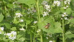Dolichovespula adulterina