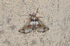Leucinodes orbonalis