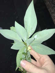 Litsea cubeba, photograph author not stated, no rights reserved