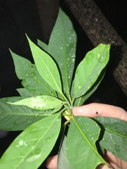 Litsea cubeba, photograph author not stated, no rights reserved