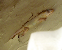 Hemidactylus frenatus