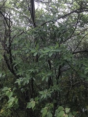 Litsea cubeba, photograph author not stated, no rights reserved