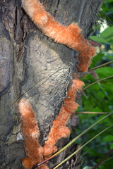 Phlebodium decumanum