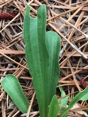 Carphephorus odoratissimus