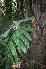 Phlebodium decumanum