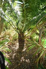 Cycas thouarsii