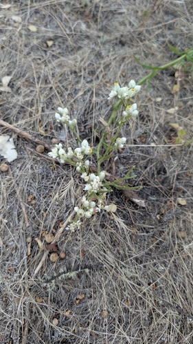 iNaturalist observation photo of California cudweed
