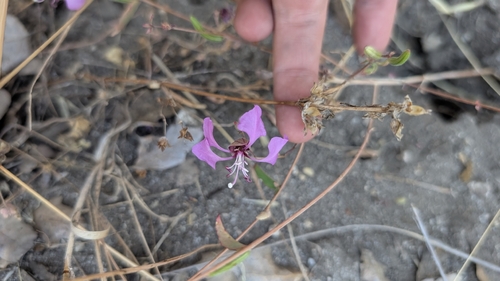 iNaturalist observation photo of Elegant Clarkia
