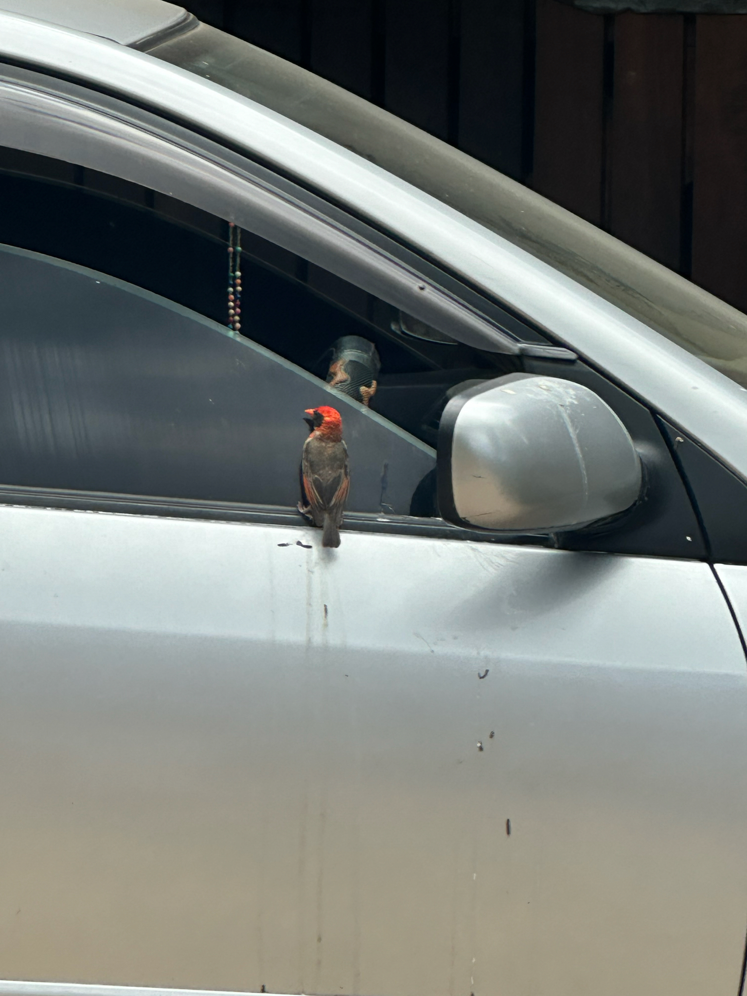 Red-headed Weaver (Anaplectes rubriceps), photo 6