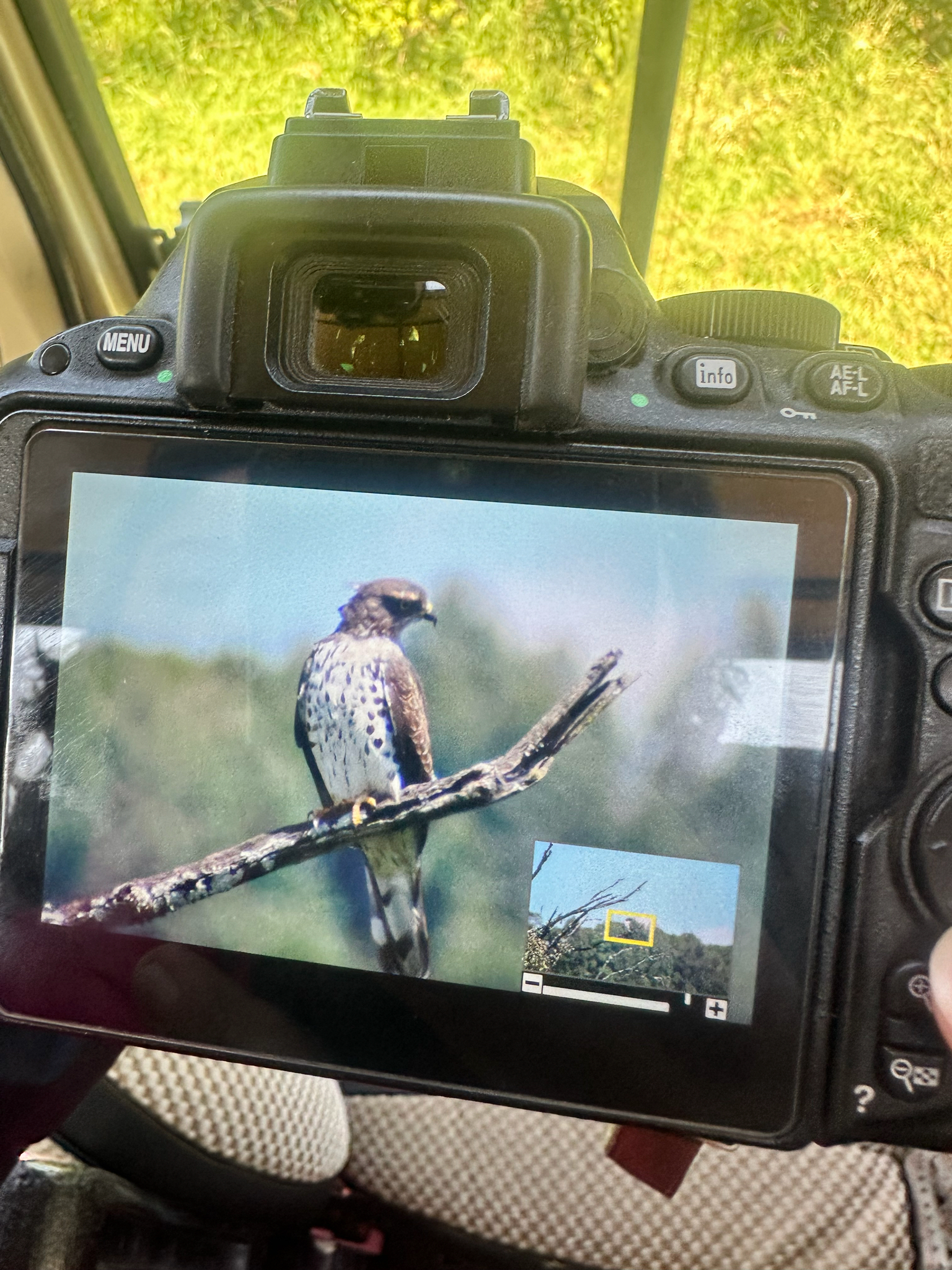African Cuckoo-Hawk (Aviceda cuculoides), photo 3