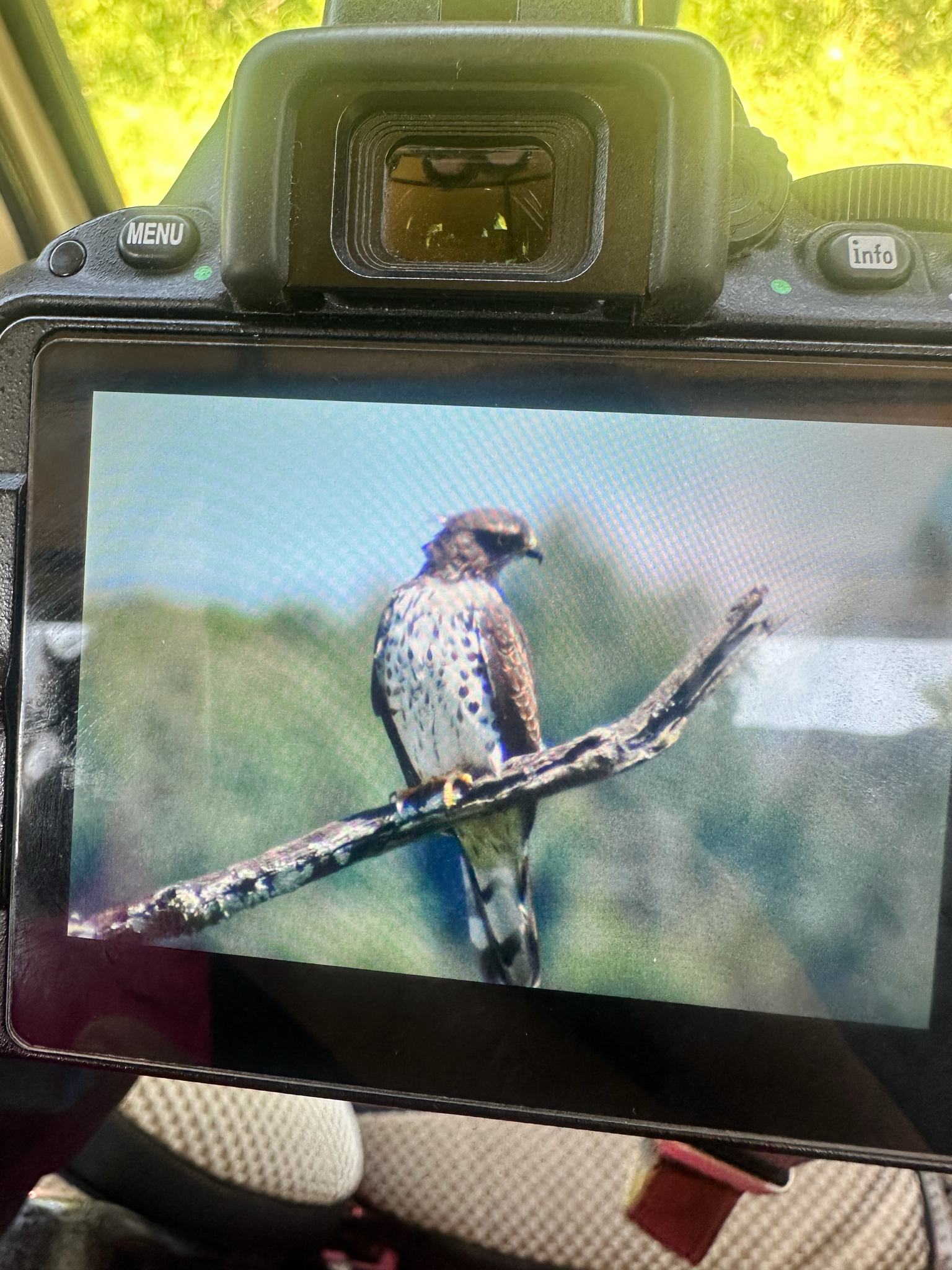 African Cuckoo-Hawk (Aviceda cuculoides), photo 2
