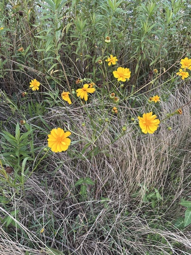 Lance-leaved Coreopsis