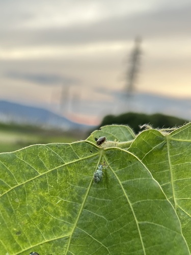 Japanese common plataspid stinkbug