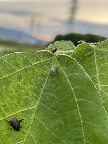 Eugnathus distinctus
