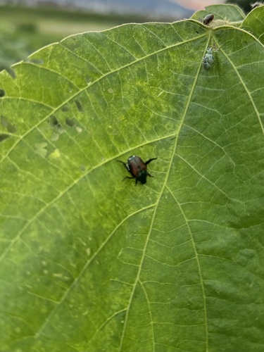 Japanese Beetle