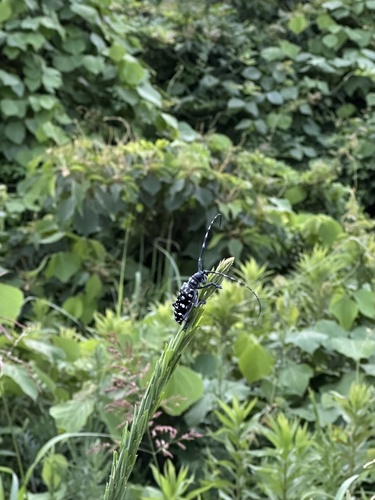 Citrus Longhorn Beetle