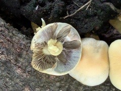 Sulphur Tuft
