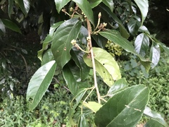 Prunus zippeliana