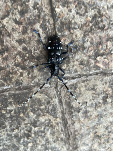 Citrus Longhorn Beetle