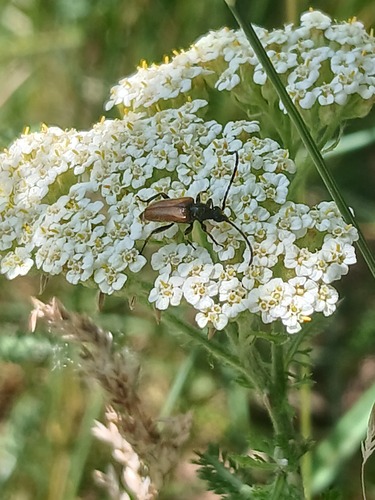 Fairy-ring Longhorn Beetle