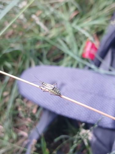 Meadow Plant Bug