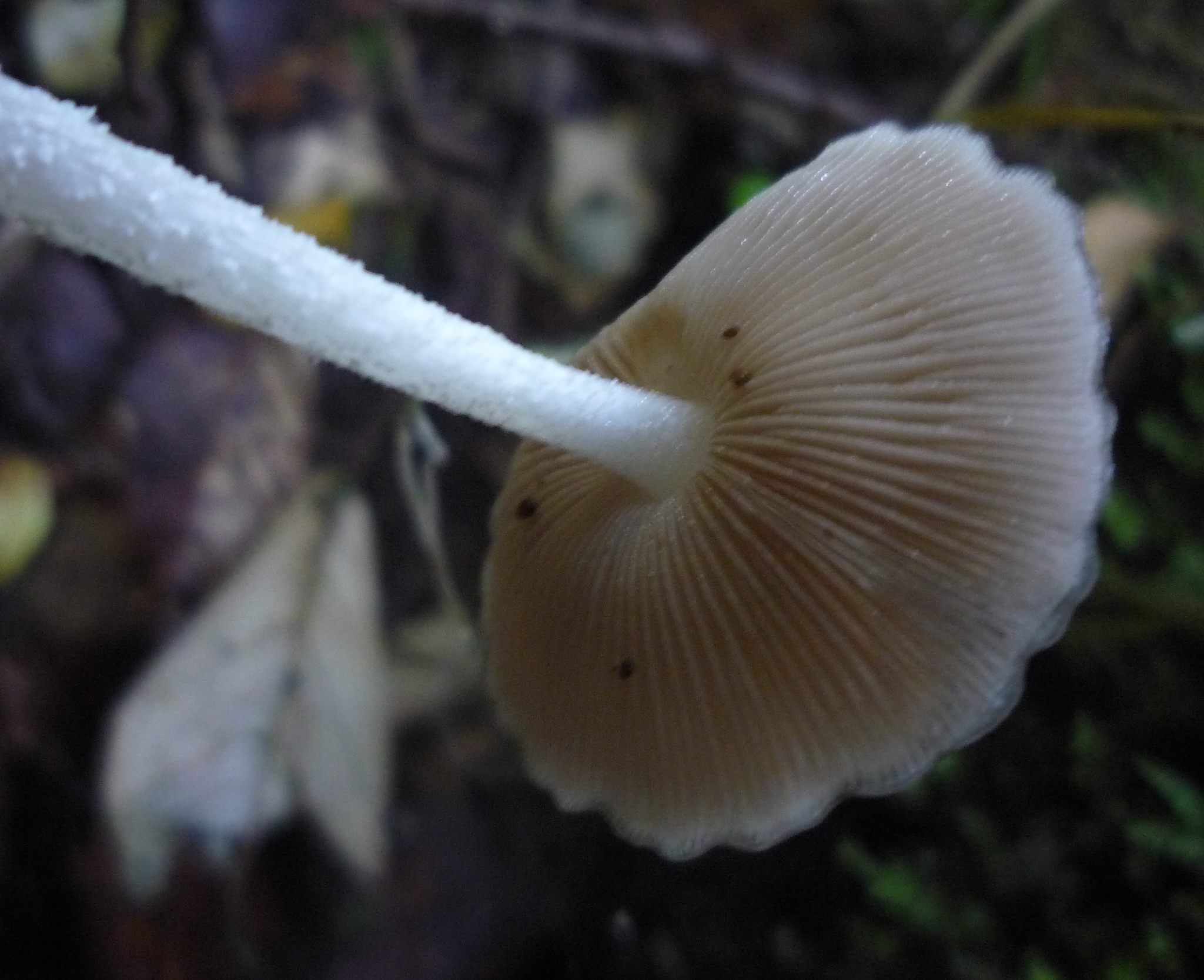 Bolbitius muscicola image