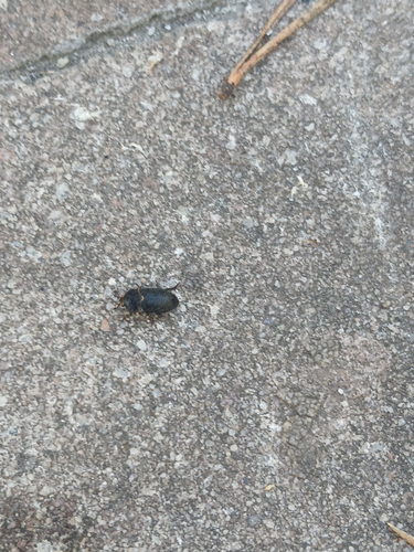 Dermestes laniarius