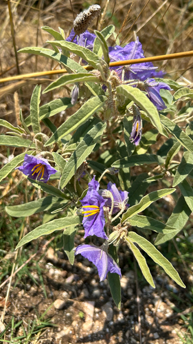 silverleaf nightshade
