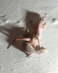 Hemidactylus frenatus