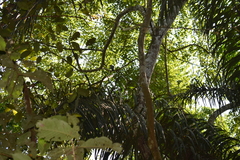 Buteogallus schistaceus