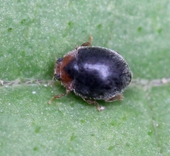 Scymnus rubromaculatus