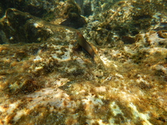 Ophioblennius steindachneri