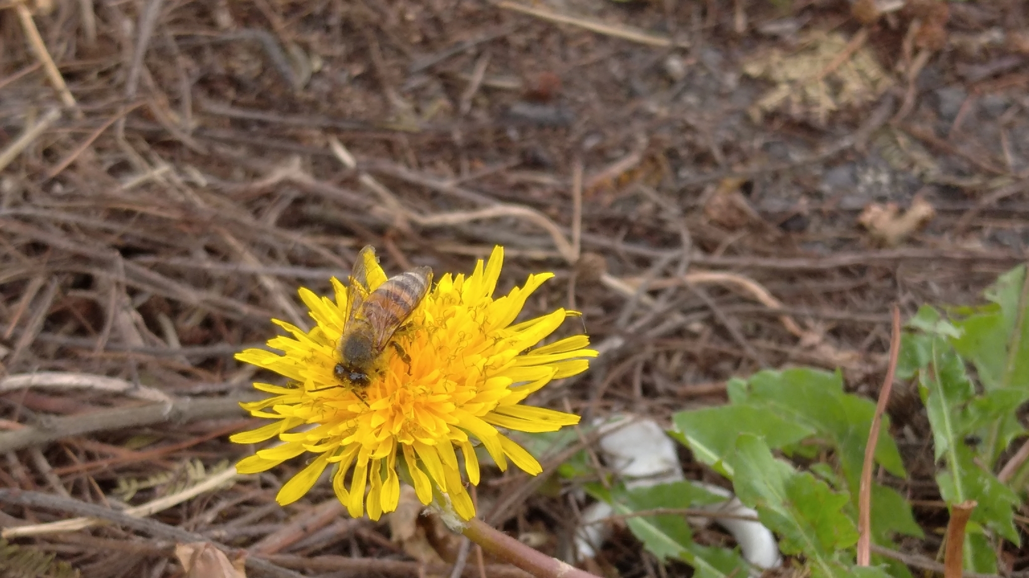Apis mellifera image
