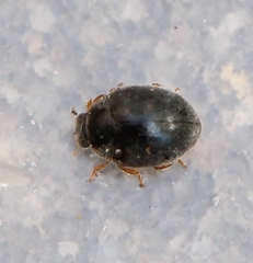 Scymnus rubromaculatus