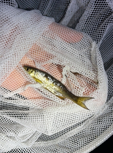 Golden Shiner