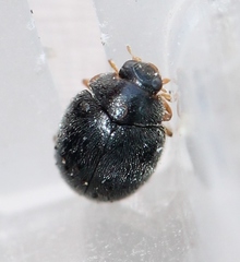 Scymnus rubromaculatus