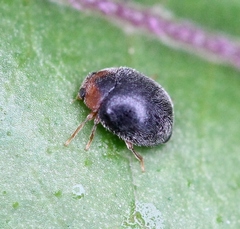 Scymnus rubromaculatus