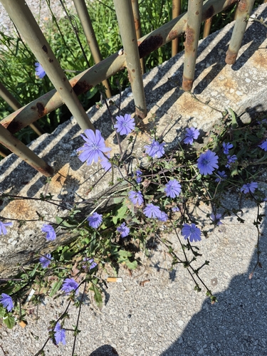 chicory