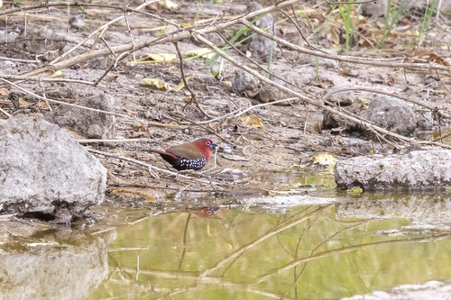 iNaturalist image