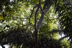 Buteogallus schistaceus