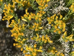Ericameria cooperi cooperi