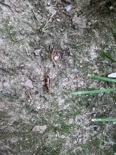 European Earwig