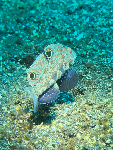 Signigobius biocellatus observed 2026-06-23