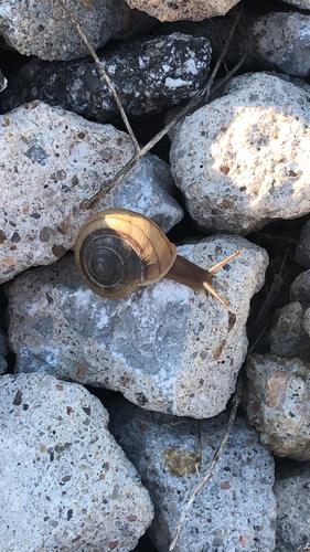 striped whitelip