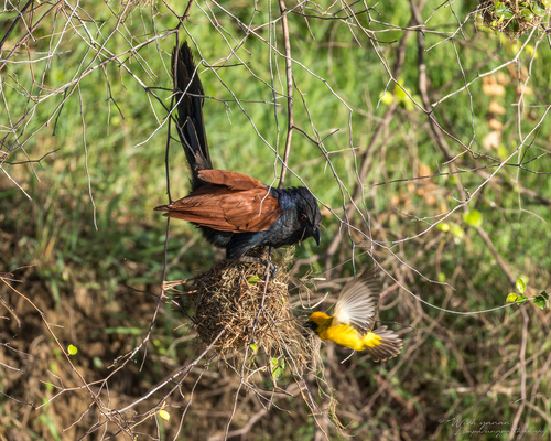 Greater Coucal (Indomalayan)