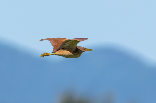 Cinnamon Bittern