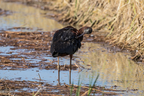 Glossy Ibis