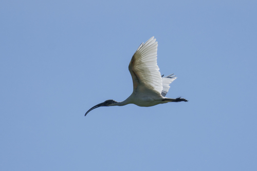 Black-headed Ibis