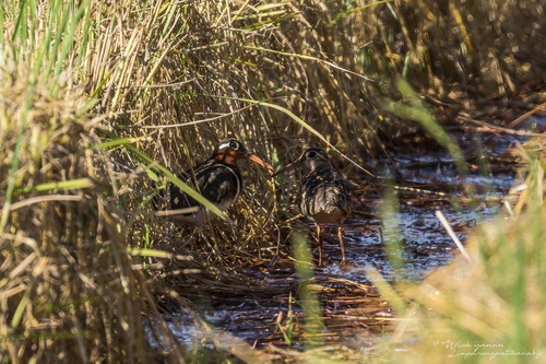 Greater Painted-Snipe