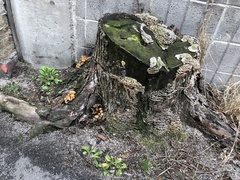 Fungi